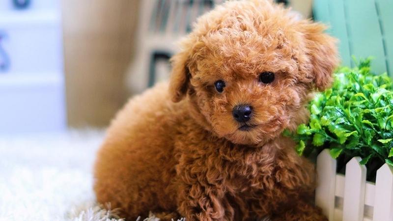 Bài văn kể về một kỉ niệm đáng nhớ đối với một con vật nuôi mà em yêu thích - số 8