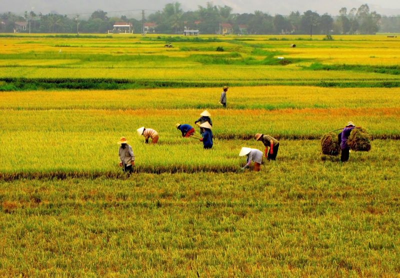 Bài văn tả bác nông dân số 1