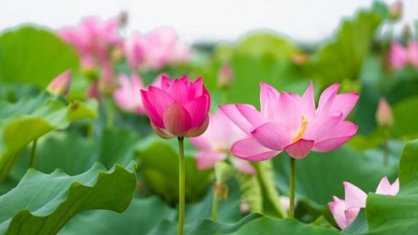 Đầm sen Khu du lịch Đầm Long