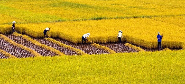 Bài văn tả cảnh đẹp của quê hương em số 4