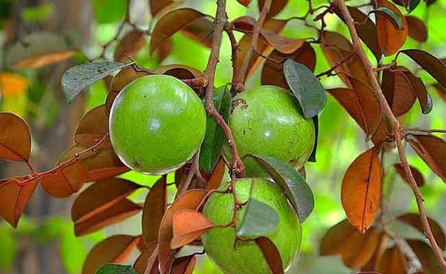 Bài văn tả cây vú sữa