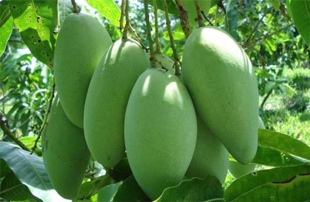 Quả xoài