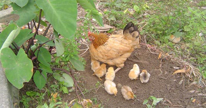 Thăm nhà bà