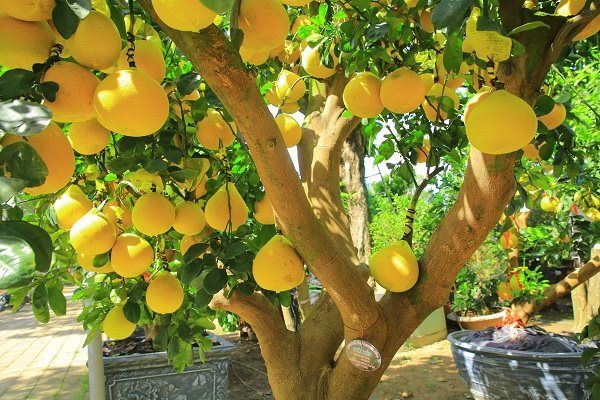 Bài văn thuyết minh về cây bưởi - mẫu 10