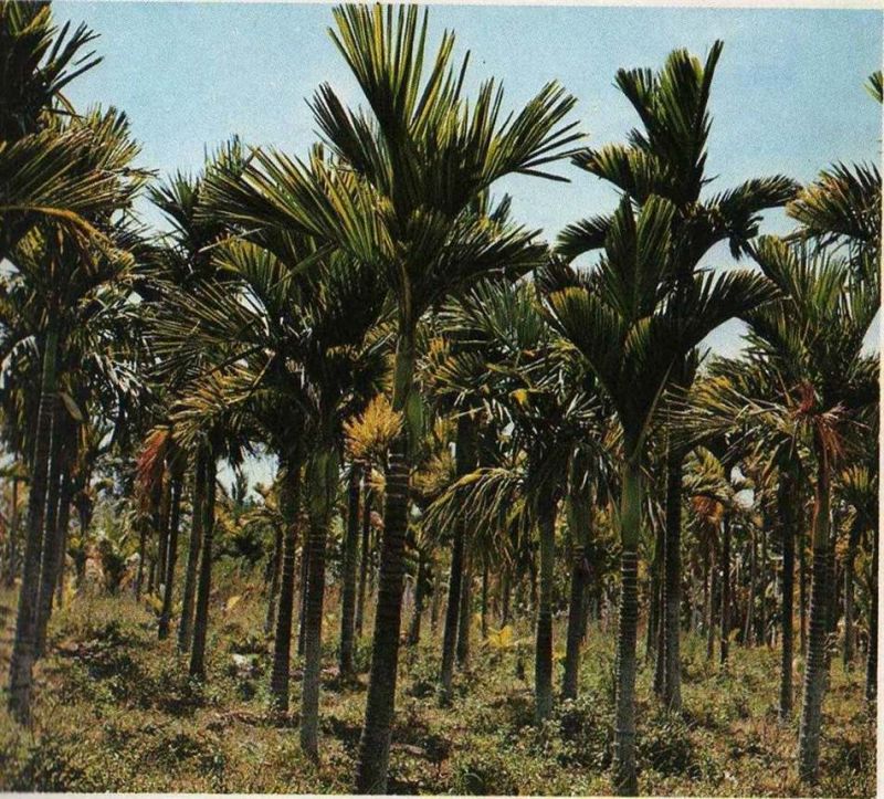 Bài văn thuyết minh về cây cau - Mẫu 7