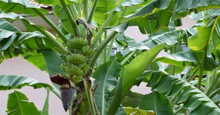 Bài văn thuyết minh về Cây chuối số 9