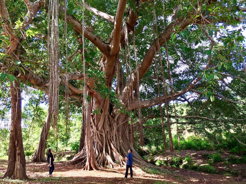 Bài văn thuyết minh về cây đa - mẫu 10