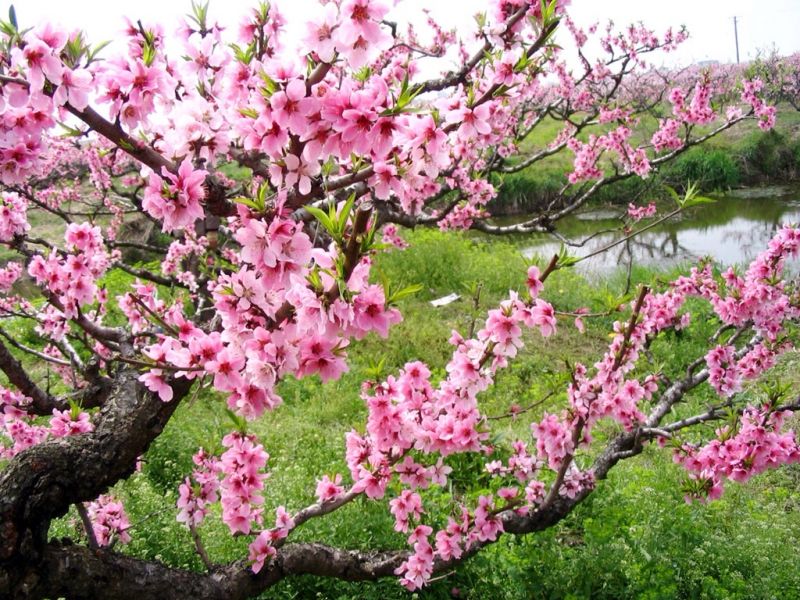 Bài văn thuyết minh về cây đào ngày Tết số 12
