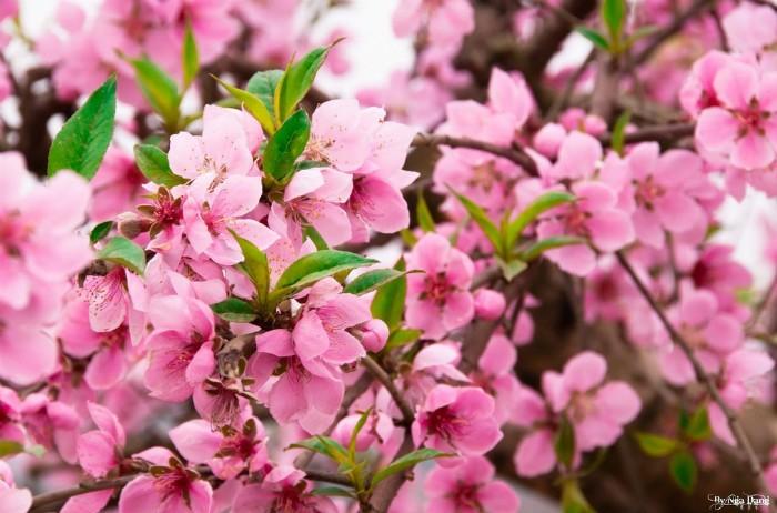 Bài văn tả cây đào vào dịp Tết đến, xuân về số  6