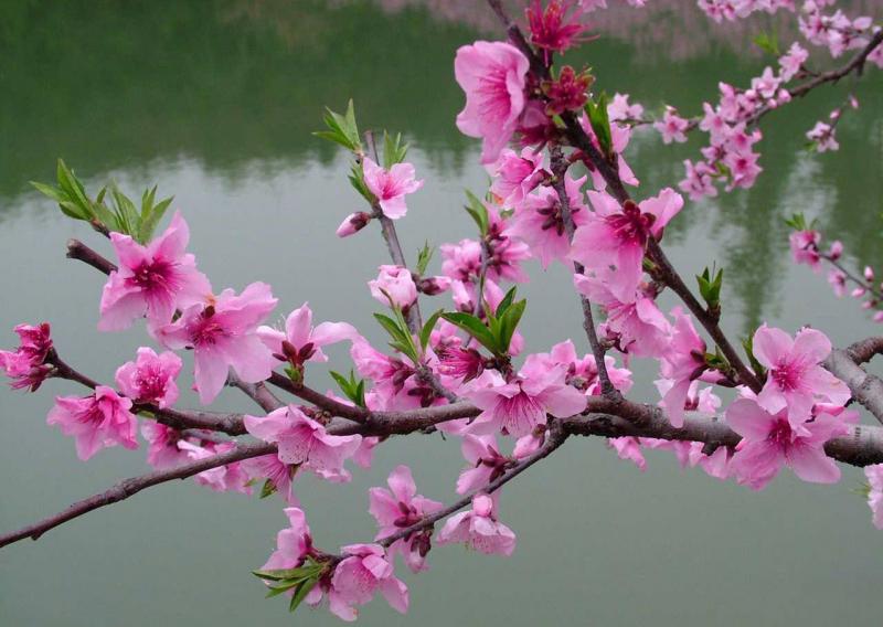 Bài văn thuyết minh về cây đào ngày Tết số 4