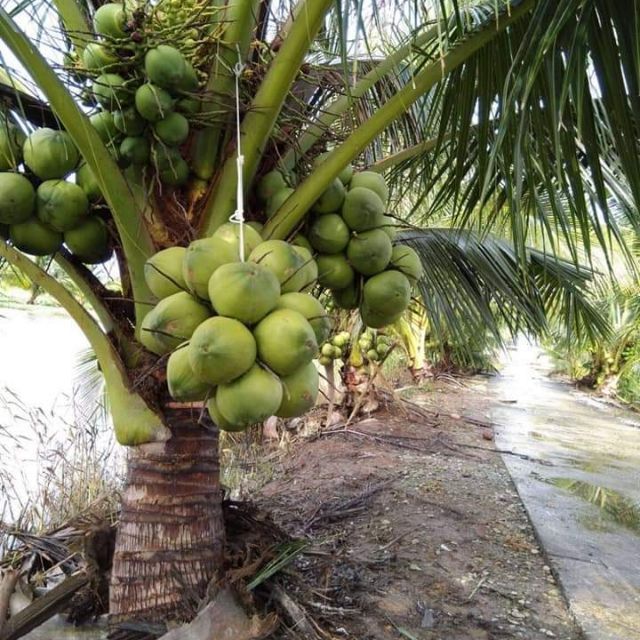 Bài văn thuyết minh về Cây dừa số 1