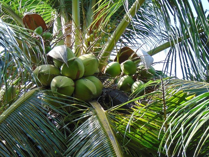 Bài văn thuyết minh về Cây dừa số 1