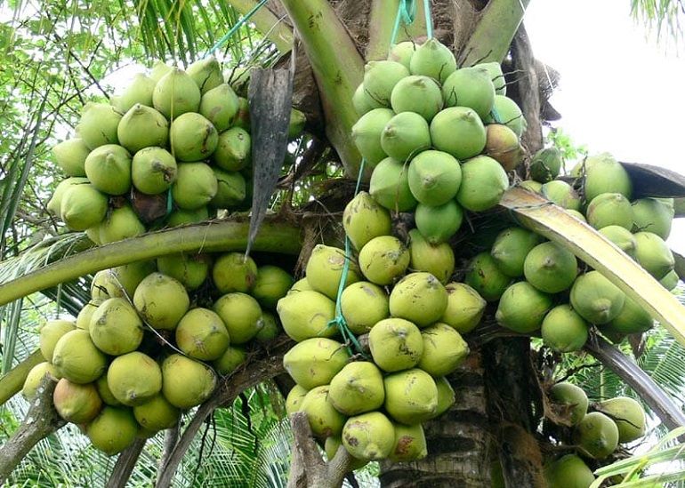Bài văn thuyết minh về Cây dừa số 10