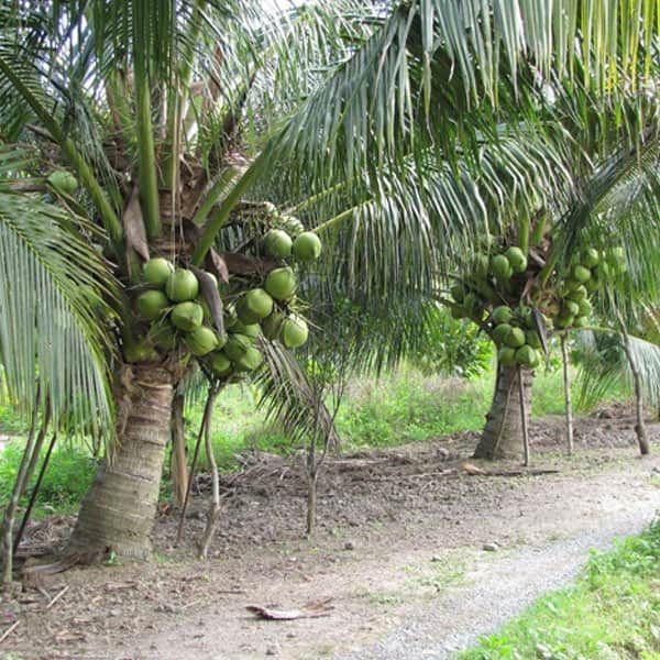 Bài văn thuyết minh về Cây dừa số 3