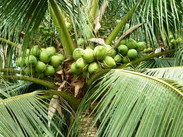 Bài văn thuyết minh về Cây dừa số 6