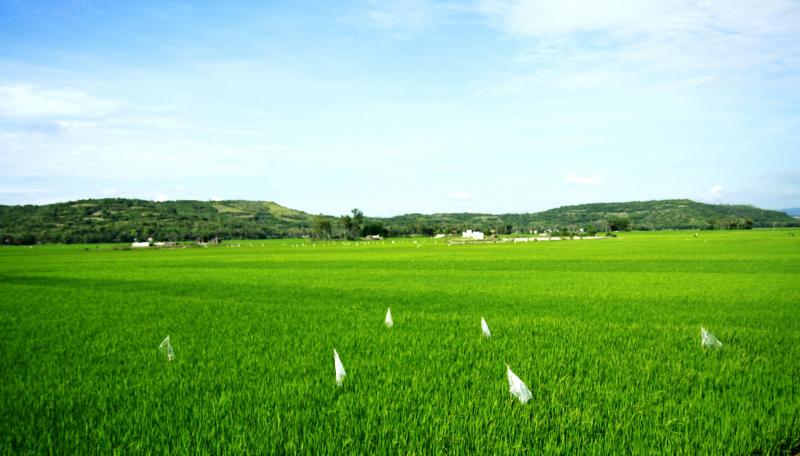 Ảnh minh họa (Nguồn internet)