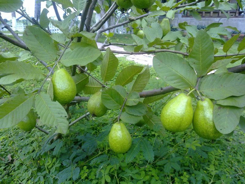 Hương ổi vườn bà