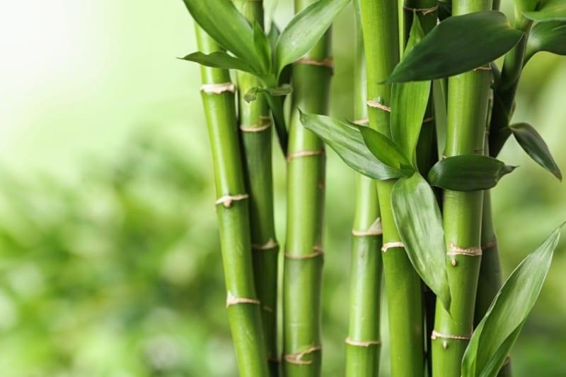 Bài văn thuyết minh về cây tre hay nhất