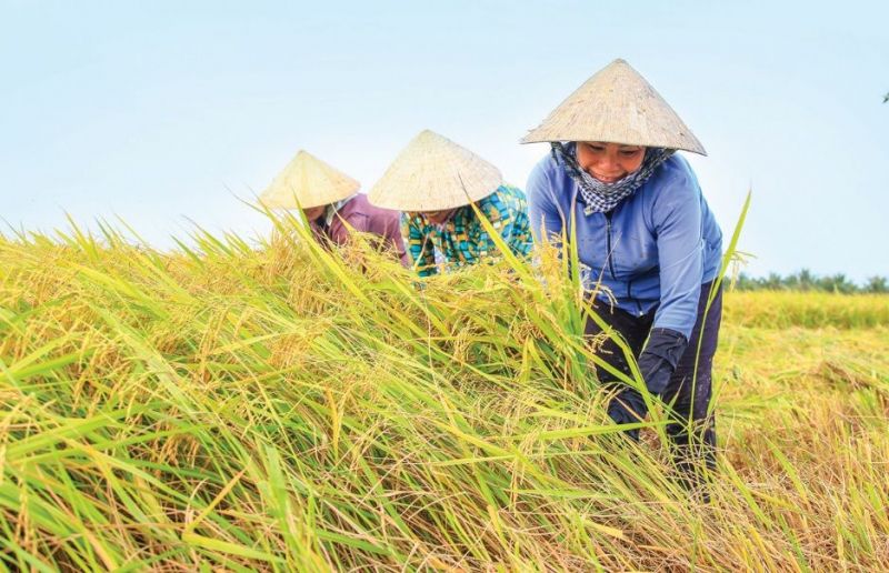 Ảnh minh họa (Nguồn internet)