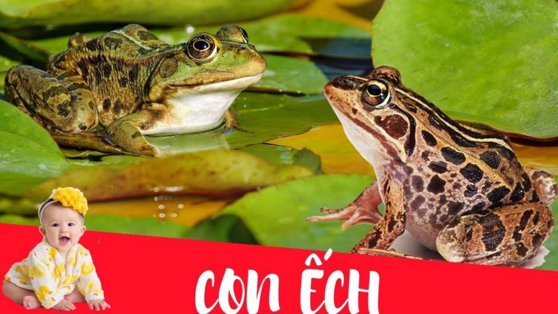 Bài văn thuyết minh về con ếch hay nhất số 9