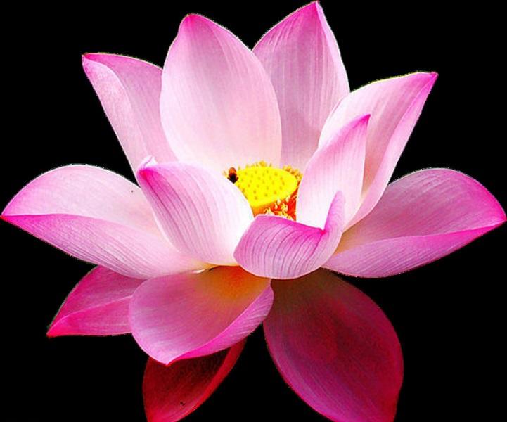 Đồng Tháp mùa sen