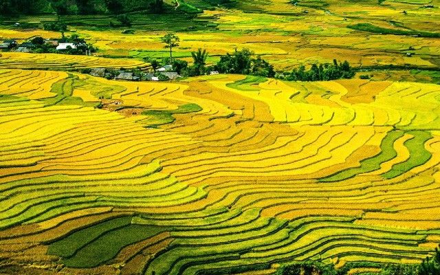 Bài văn thuyết minh về ruộng bậc thang Mù Cang Chải - Bài số 4