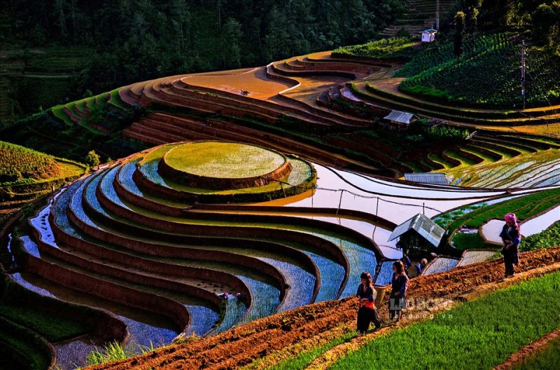 Bài văn thuyết minh về ruộng bậc thang Mù Cang Chải - Bài số 7