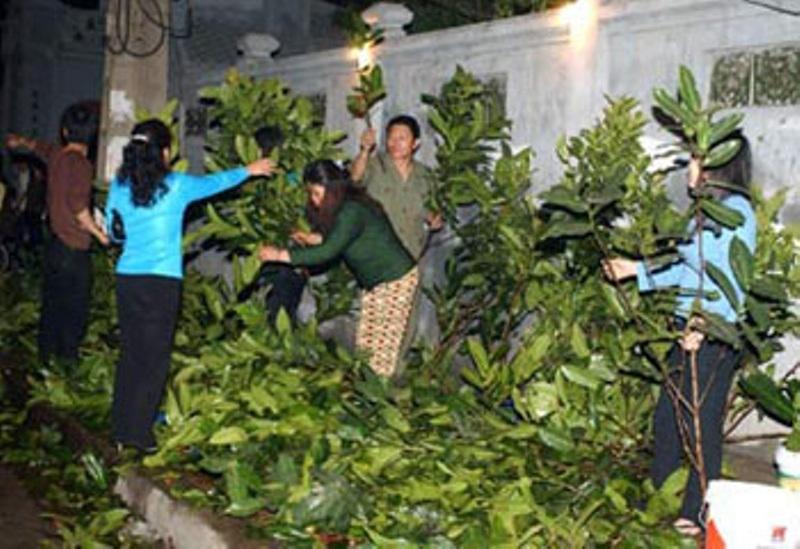 Bán cành lộc thu về kha khá lợi nhuận