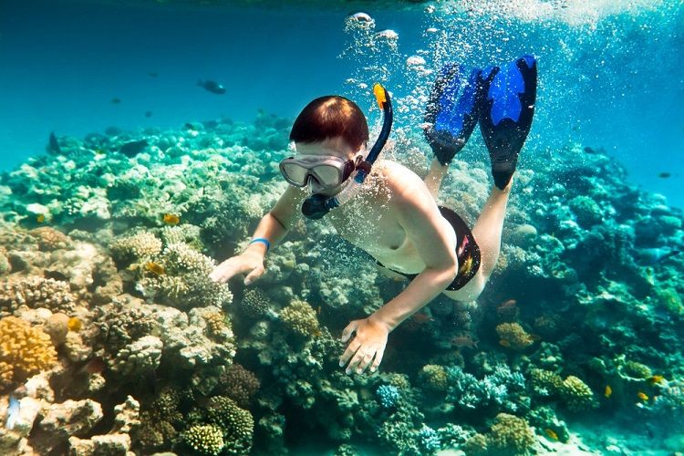 Ngắm san hô tại bãi biển Sơn Trà
