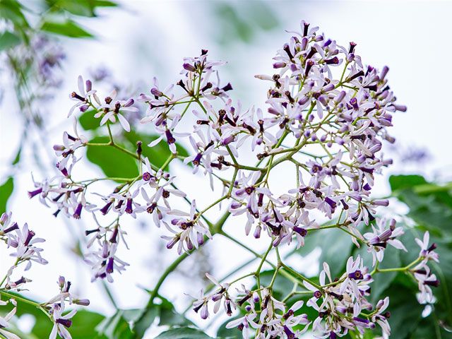 Bâng khuâng sắc tím hoa xoan