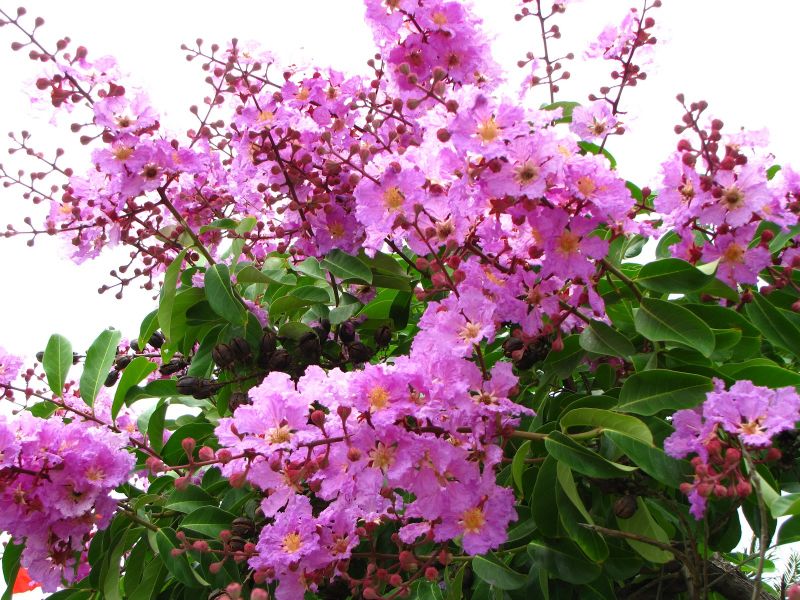Bằng lăng bến hạ