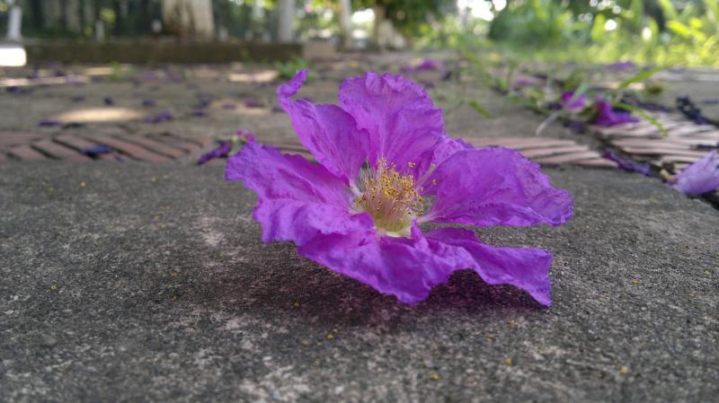 Bằng lăng cánh mỏng vẫn tròn Mùa yêu về lại, ai còn nhớ ai ?