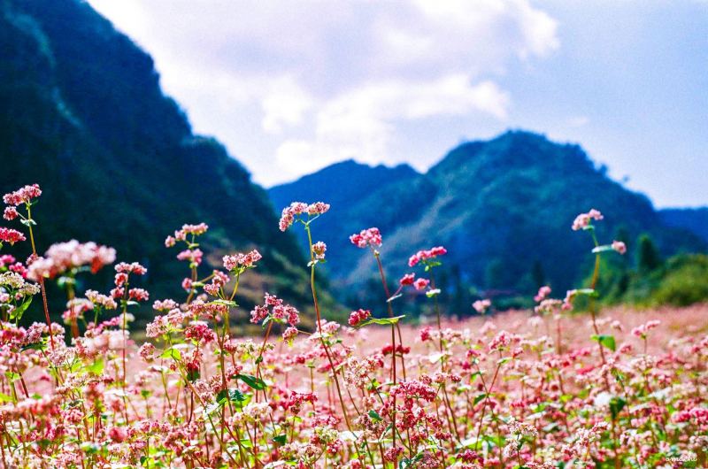 Mùa hoa tam giác mạch