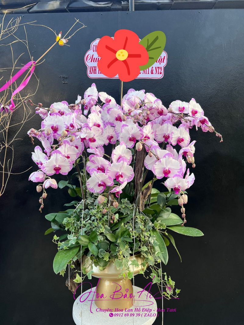 Bảo Ái Orchid’s