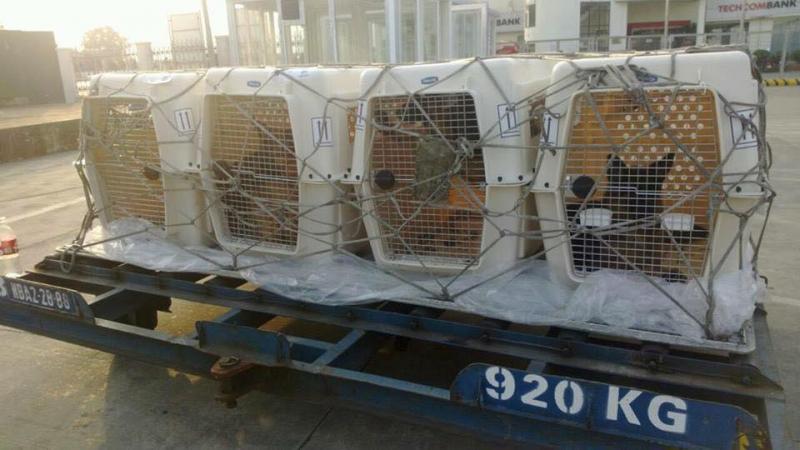 Dịch vụ vận chuyển thú cưng tại Bảo Linh Express