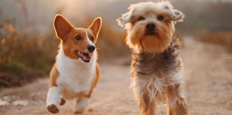 Để tránh xa tầm tay trẻ em và thú nuôi trong nhà