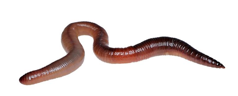 Bảo tồn và phát triển giun đất