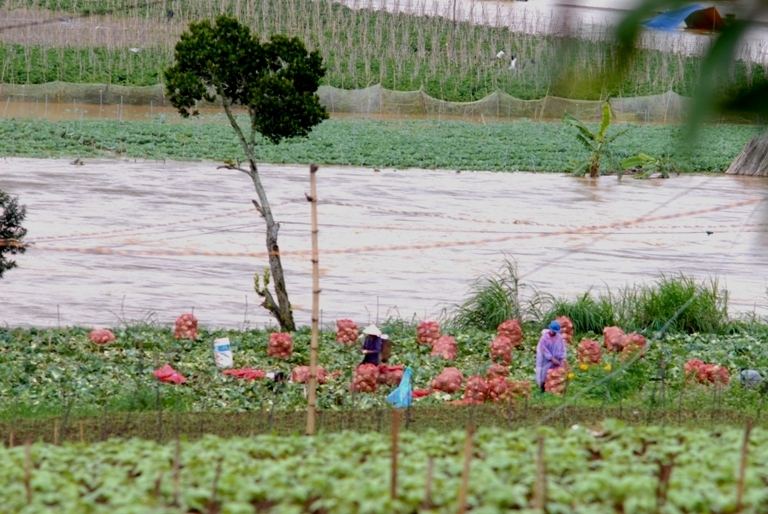 Chủ động thu hoạch hoa màu
