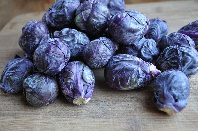 Bắp cải tí hon màu tím