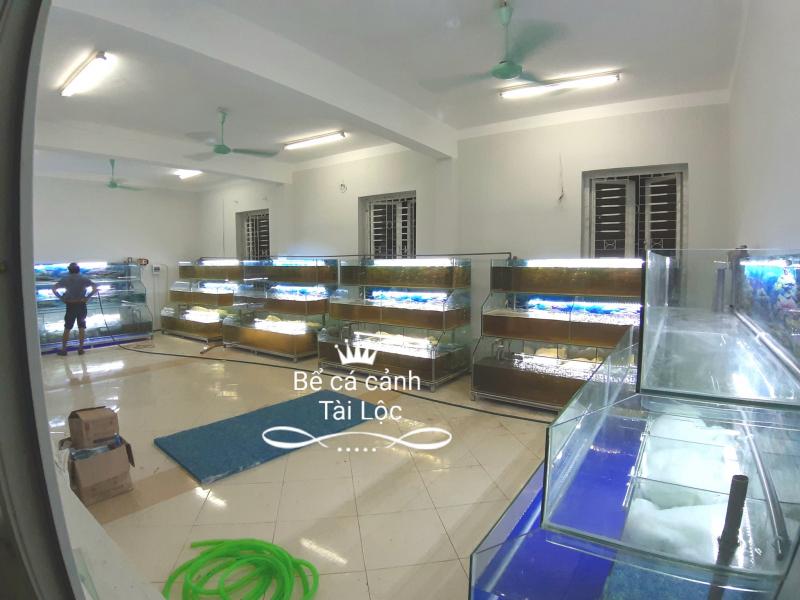 Bể Cá Tài Lộc