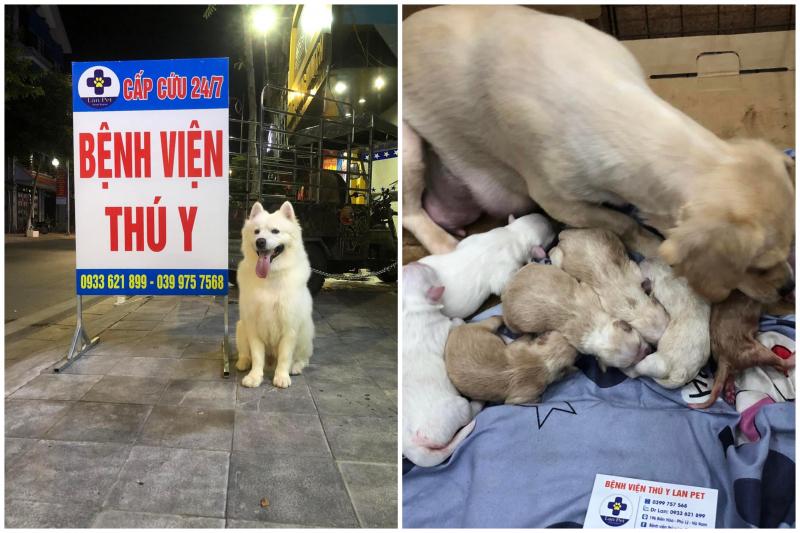 Bệnh Viện Thú Y LAN PET