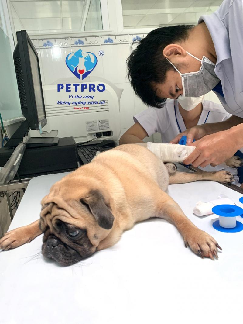 Bệnh Viện Thú Y Pet - Pro