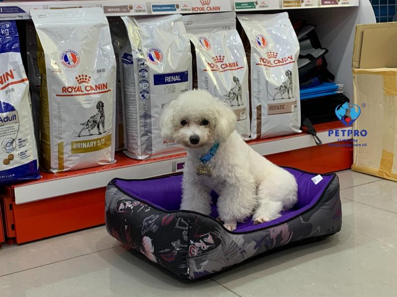Bệnh Viện Thú Y Pet - Pro