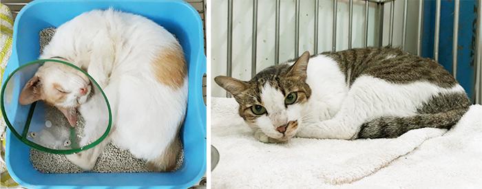 Bệnh Viện Thú Y PetCare