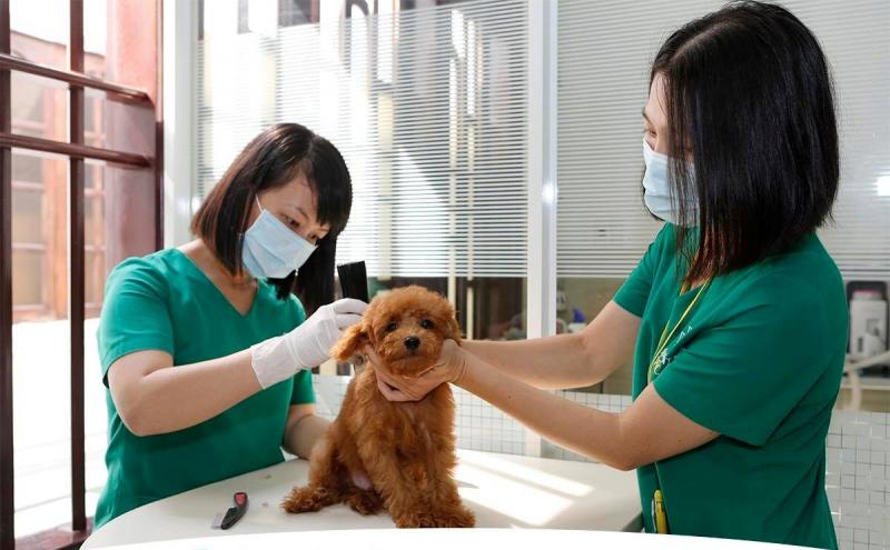Bệnh Viện Thú Y PetCare