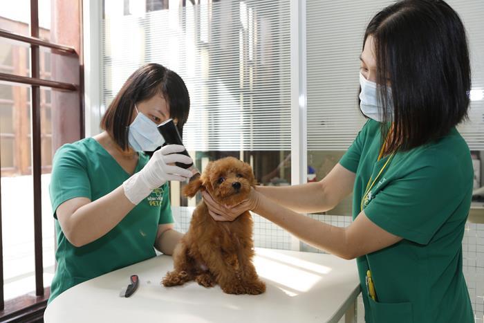 Bệnh Viện Thú Y PETCARE