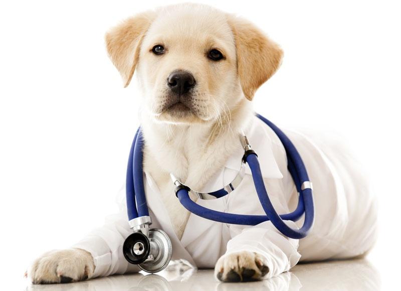 Bệnh viện Thú Y Petcare