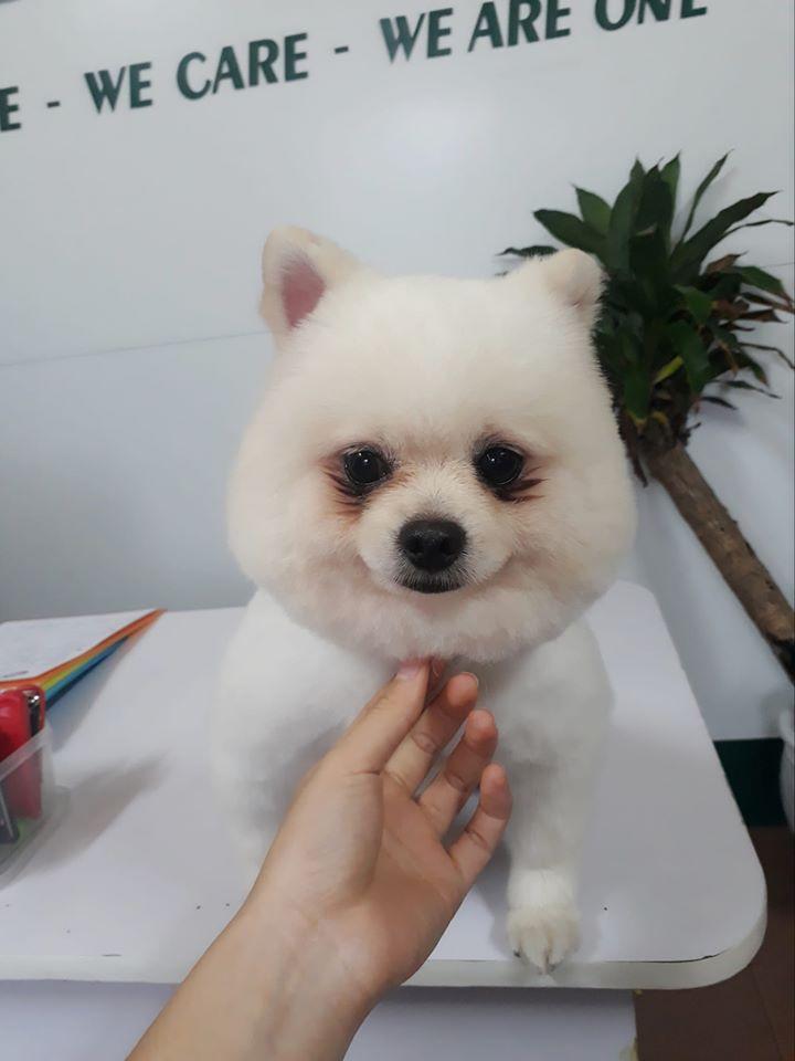 Bệnh viện thú y Pethealth