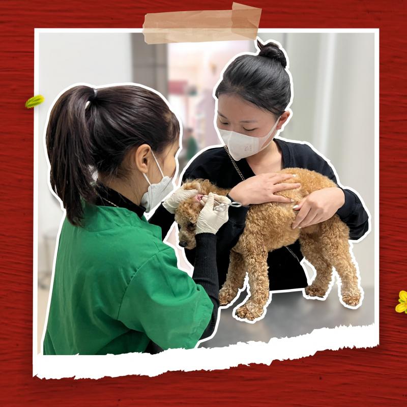 Bệnh viện thú y PetHealth Hoàng Mai