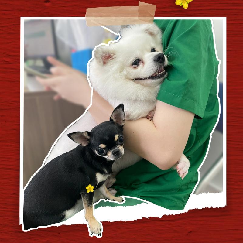 Bệnh viện thú y Pethealth Ninh Bình